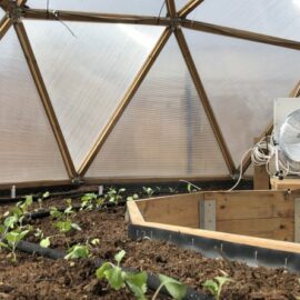 Smart greenhouses bring the future of cultivation