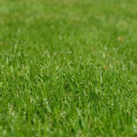 Why you should get a green roof